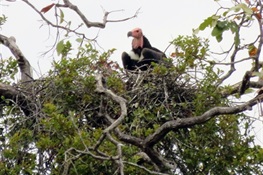 Three Critically Endangered Red-headed Vulture Nests Discovered  In Cambodia’s Chhep Wildlife Sanctuary